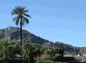 Camelback