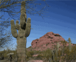 Cactus_with_mountain