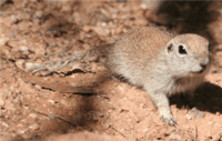 Ground_squirrel2