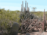 Octopus_cactus