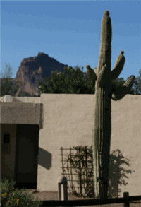 Saguaro