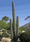 Camelback1