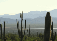 Camelback4