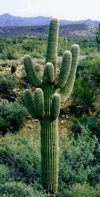 Camelback8